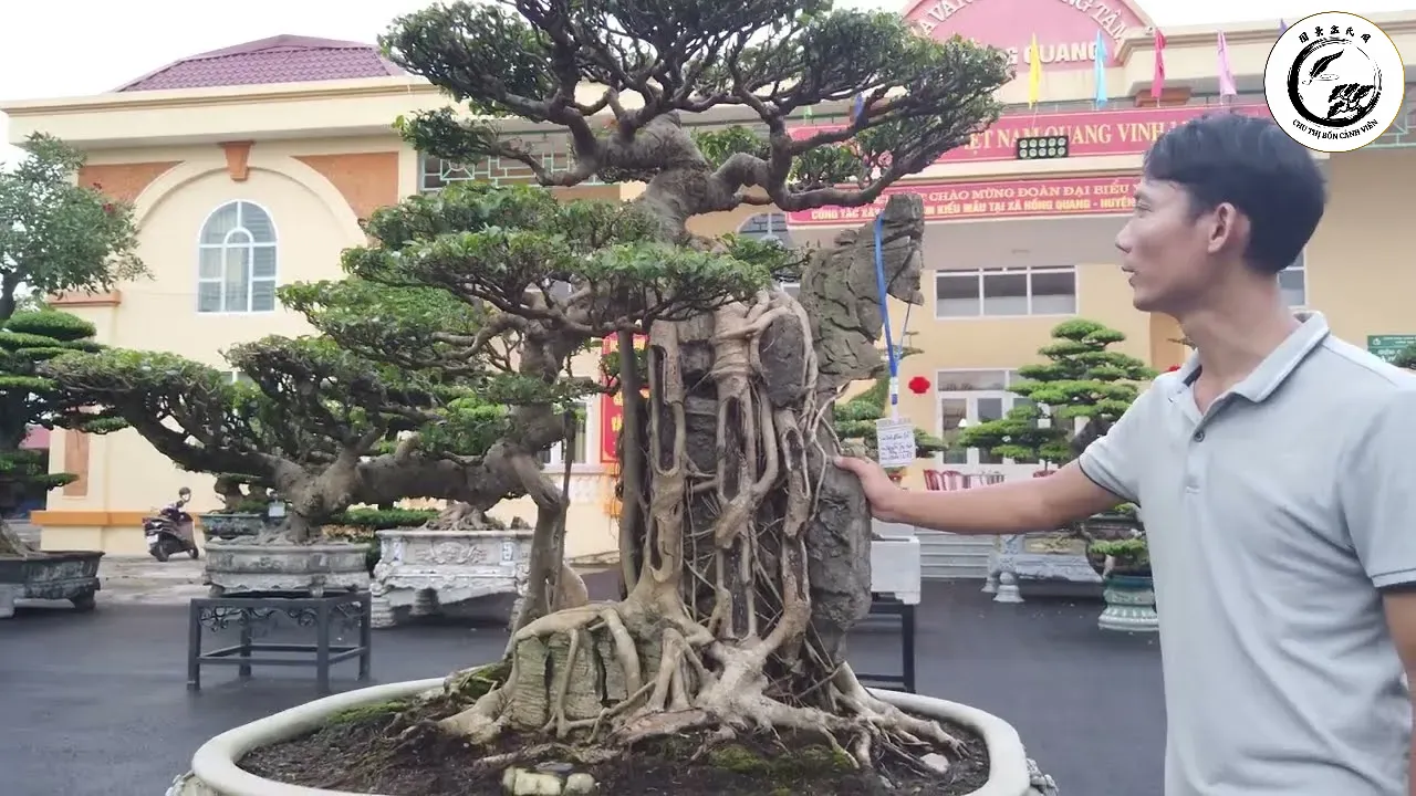 Cây sanh Nam Điền không chỉ là vật trang trí mà còn mang ý nghĩa phong thủy sâu sắc