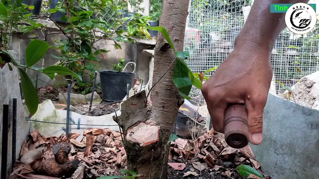 Sử dụng đục sắc để làm mịn mặt cắt giúp cây nhanh kéo sẹo và hạn chế đọng nhựa