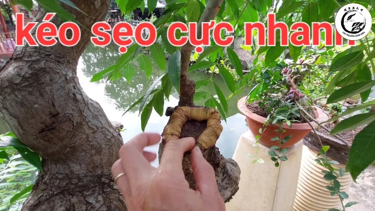 Hình ảnh vết cắt đang kéo sẹo tốt là minh chứng cho việc hãm nhựa thành công