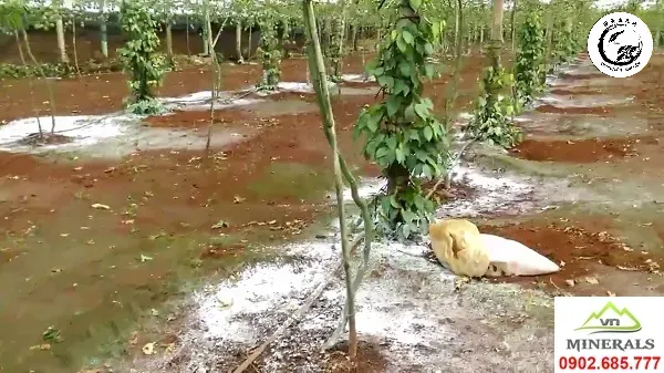 Sử dụng vôi đúng cách giúp vườn cây phát triển khỏe mạnh và ngăn ngừa dịch bệnh lây lan