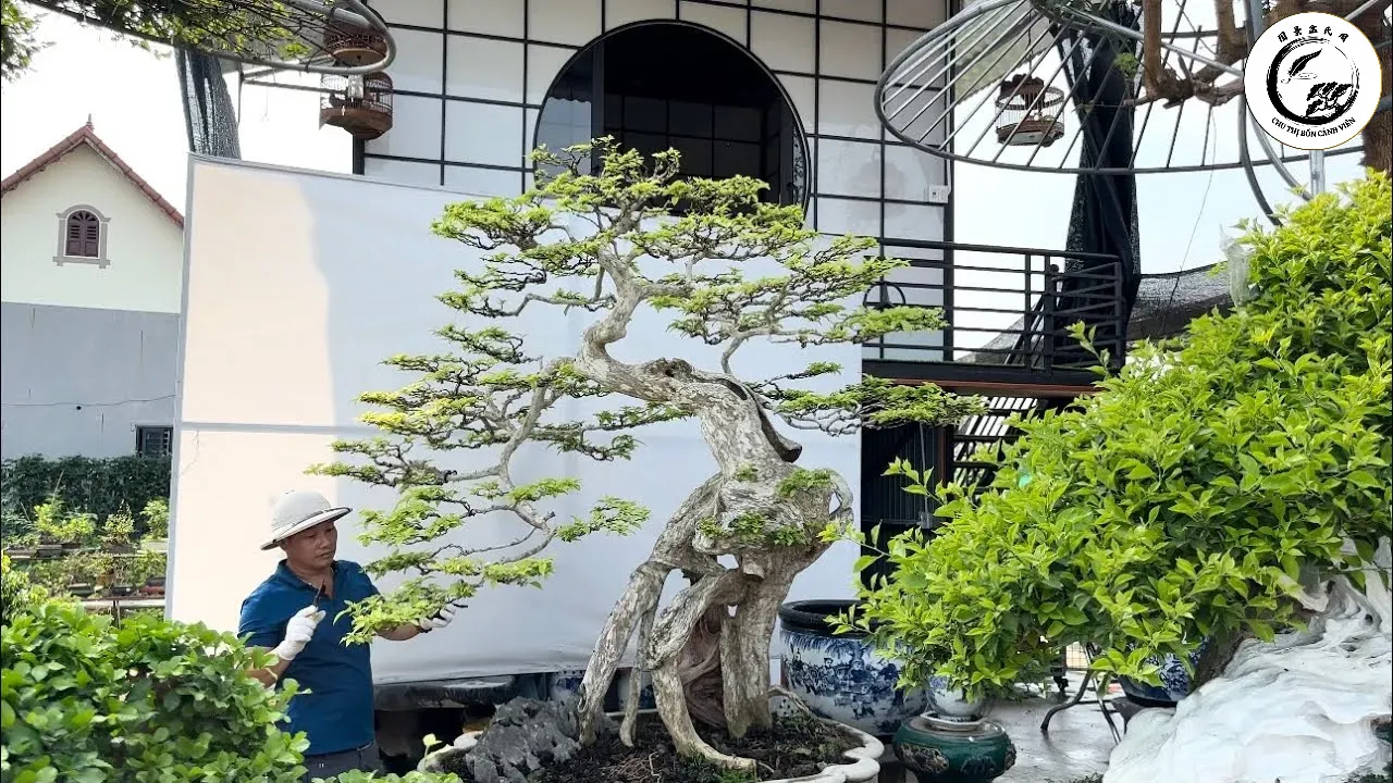 Cây xương cá bonsai đặt tại bàn làm việc mang lại vượng khí và sự minh mẫn