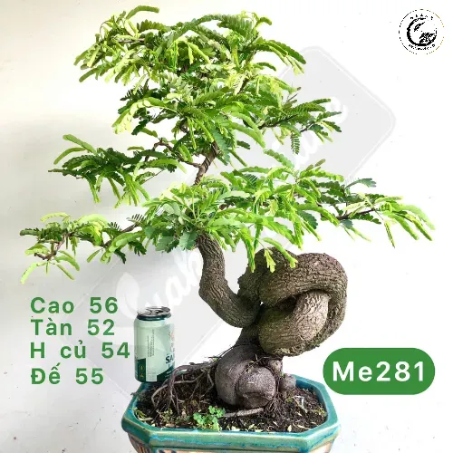 me-chua-bonsai Mô hình nuôi phôi cây cảnh quy mô lớn sử dụng chậu xi măng để tối ưu hóa tốc độ phát triển