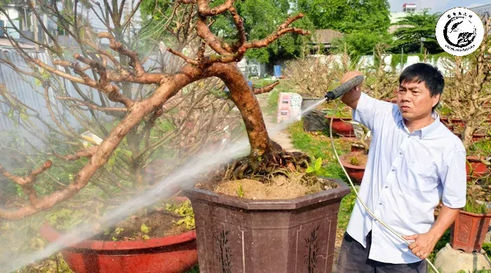 Việc điều khiển bonsai ra hoa đúng Tết đòi hỏi kỹ thuật và sự kiên nhẫn của người chơi cây