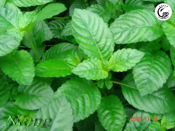 Cận cảnh lớp lông nhung đặc trưng tạo nên vẻ đẹp riêng biệt của loài cây này