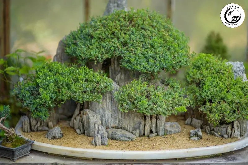 Vẻ đẹp chi tiết của lớp rêu và thân cây trong một tác phẩm bonsai cụm rừng mini