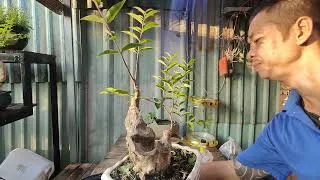 mqdefault-1 Bón phân đúng cách là chìa khóa để Linh Sam ra hoa bền đẹp