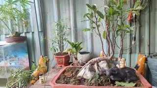 Kỹ thuật cắt tỉa tinh tế giúp duy trì tỷ lệ và chiều sâu cho cụm rừng