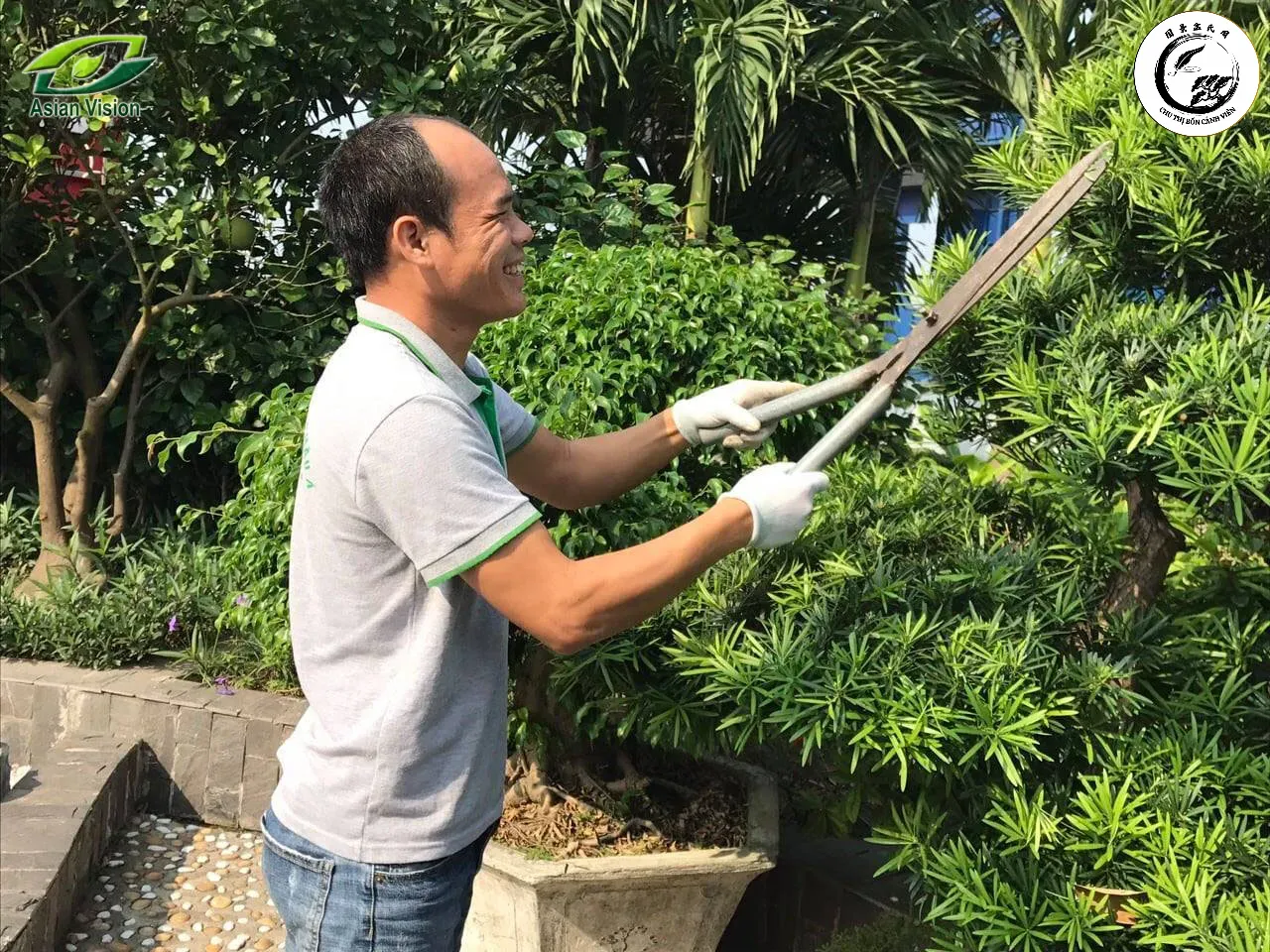 Mùa xuân là thời điểm lý tưởng nhất để thực hiện các kỹ thuật tạo dáng cho cây si