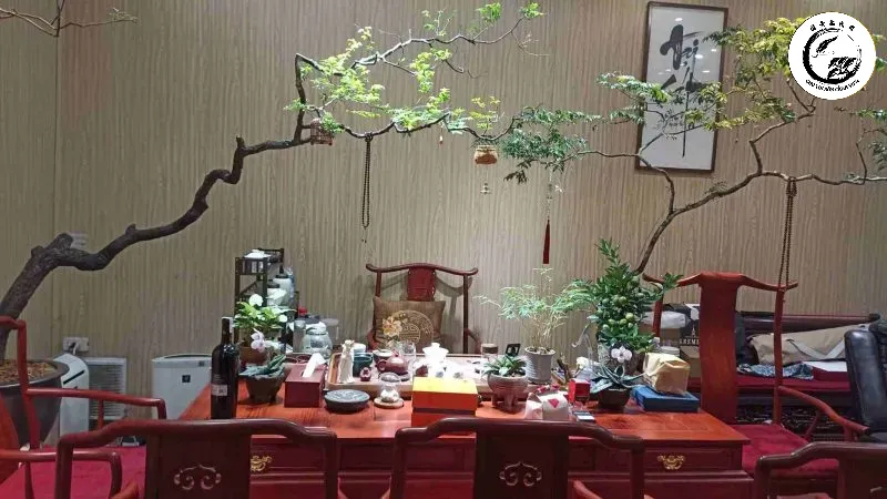 Vị trí đặt Bonsai cần được tính toán kỹ lưỡng để tạo điểm nhấn thị giác