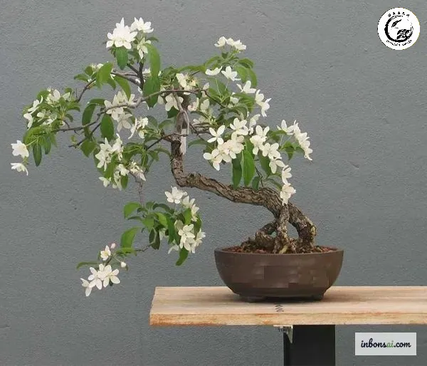 murraya-bonsai-white-flowers Bonsai nguyệt quế thơm ngát phòng mang lại vẻ đẹp thanh lịch và không gian thư giãn tuyệt vời