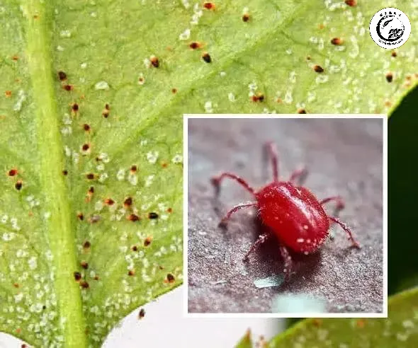 Cơ chế ức chế tổng hợp Chitin của Cascade giúp ngăn chặn sự phát triển của nhện đỏ ở mọi giai đoạn