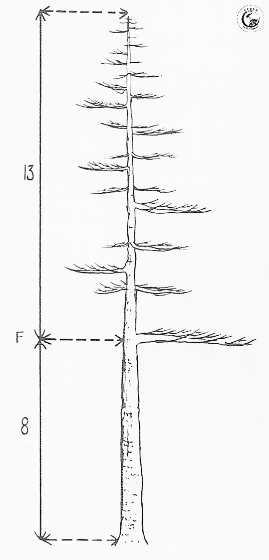 naka_golden_ratio-537x1116-1 Sự phân bổ nhịp chuyển chi cành theo tỷ lệ vàng tạo nên độ rụt rịt và chiều sâu cho tác phẩm
