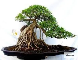 Một bộ bệ rễ hoàn hảo là yếu tố then chốt tạo nên giá trị của cây bonsai nghệ thuật