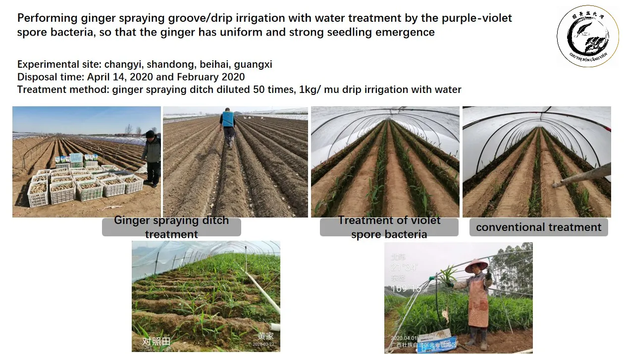 nema-pro-bio-pesticide-nematicide-controls-root-knot-nematodes-disease Sử dụng chế phẩm sinh học là xu hướng bền vững trong việc kiểm soát tuyến trùng