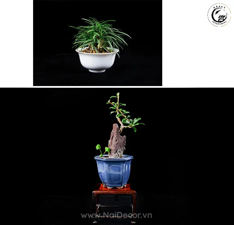 Nghệ thuật dùng phông nền đen chụp dáng bonsai giúp tôn vinh vẻ đẹp tinh tế của tác phẩm