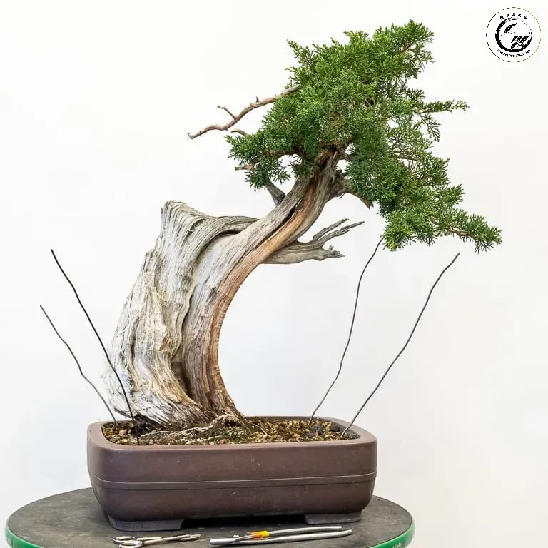 Cây sau khi được cố định chắc chắn bằng dây kẽm xuyên đáy sẽ phát triển khỏe mạnh