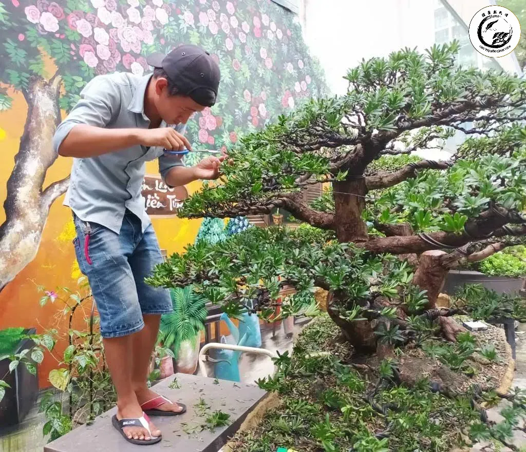 nghe-kiem-tien1-622 Kỹ thuật cắt tỉa đúng cách là yếu tố quyết định vẻ đẹp của tác phẩm bonsai