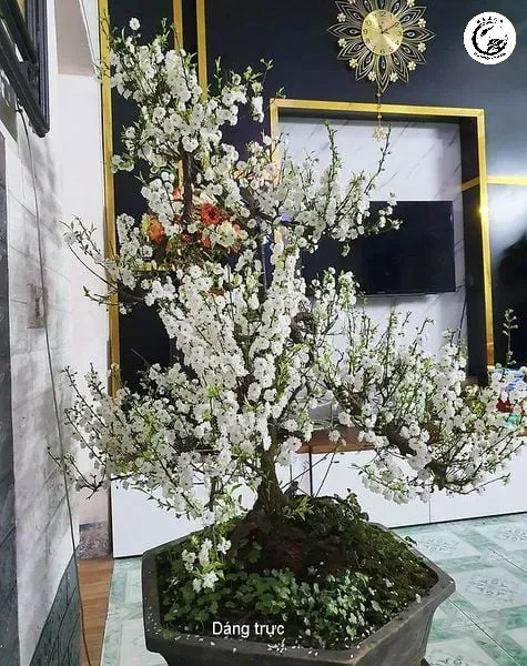 Sự đối lập tuyệt mỹ giữa thân cây xù xì và sắc hoa trắng tinh khôi