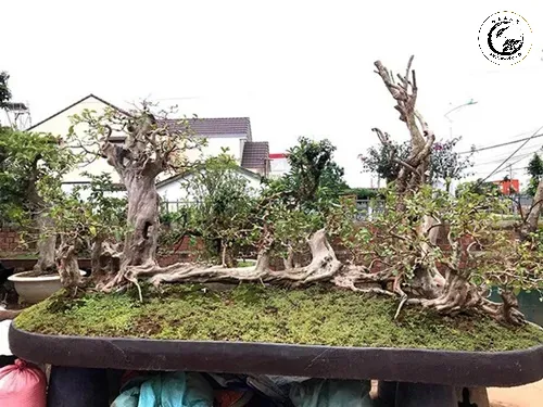 nhung-man-sang-tay-oi-bonsai-dang-ky-quai-khien-dai-gia-choi-cay-canh-me-man Nghệ thuật quan sát chậm rãi để thấu hiểu giá trị của tác phẩm