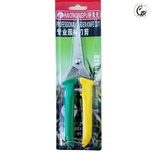 Kỹ thuật cắt tỉa đúng cách giúp cây tập trung dinh dưỡng phát triển phần gốc