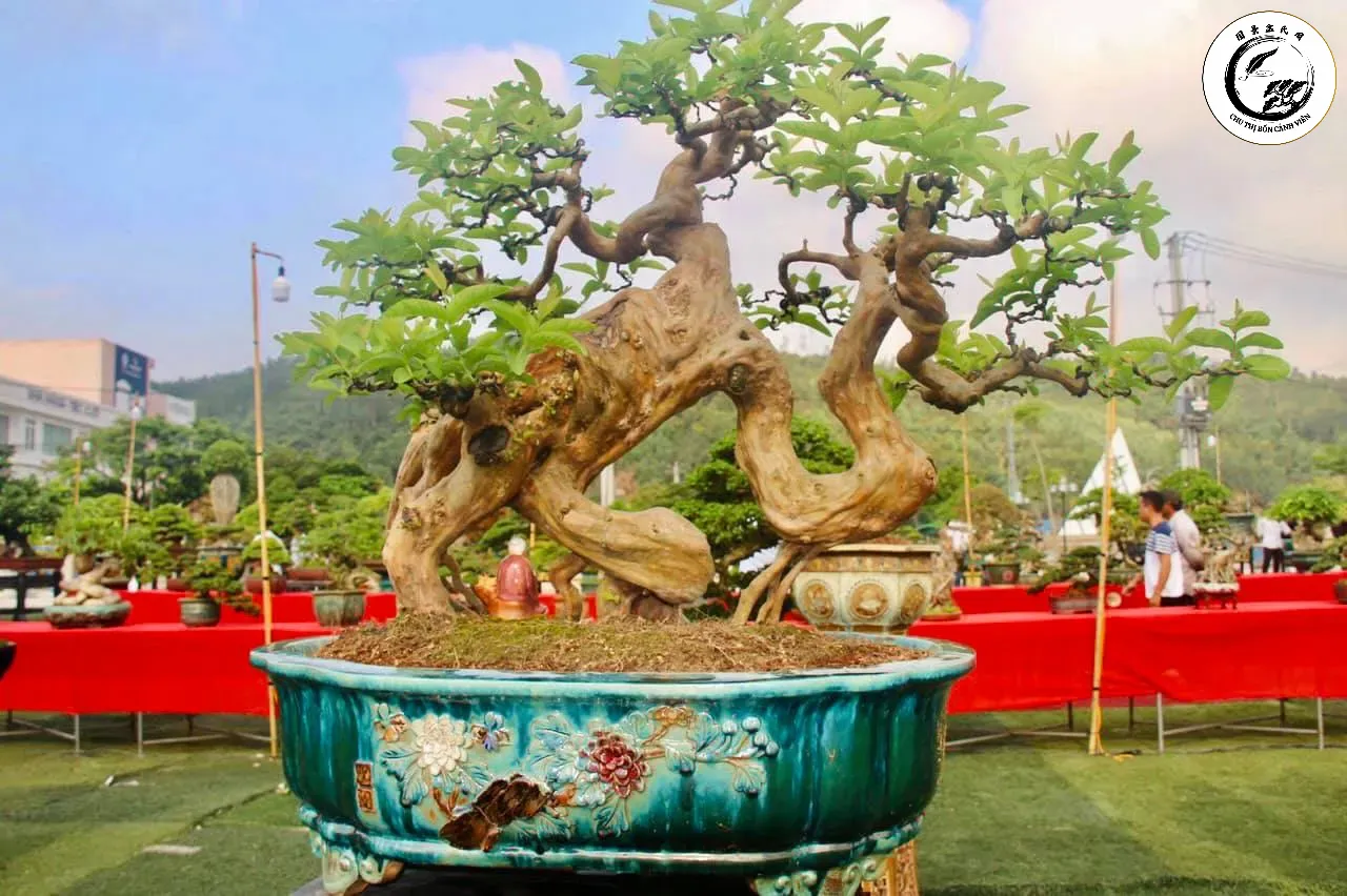 Cây ổi găng bonsai không chỉ làm đẹp không gian mà còn mang lại ý nghĩa phong thủy tốt lành