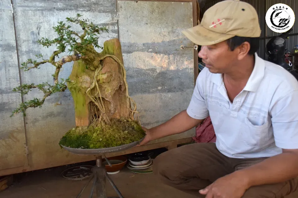 Kỹ thuật chăm sóc tỉ mỉ giúp cây siro bonsai luôn giữ được dáng vẻ nghệ thuật