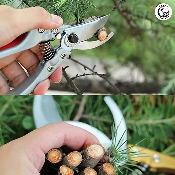 orsfcyo4 Kỹ thuật cắt tỉa đúng cách giúp cây duy trì dáng vẻ nghệ thuật và kích thích ra nhiều lá mới chứa tinh dầu