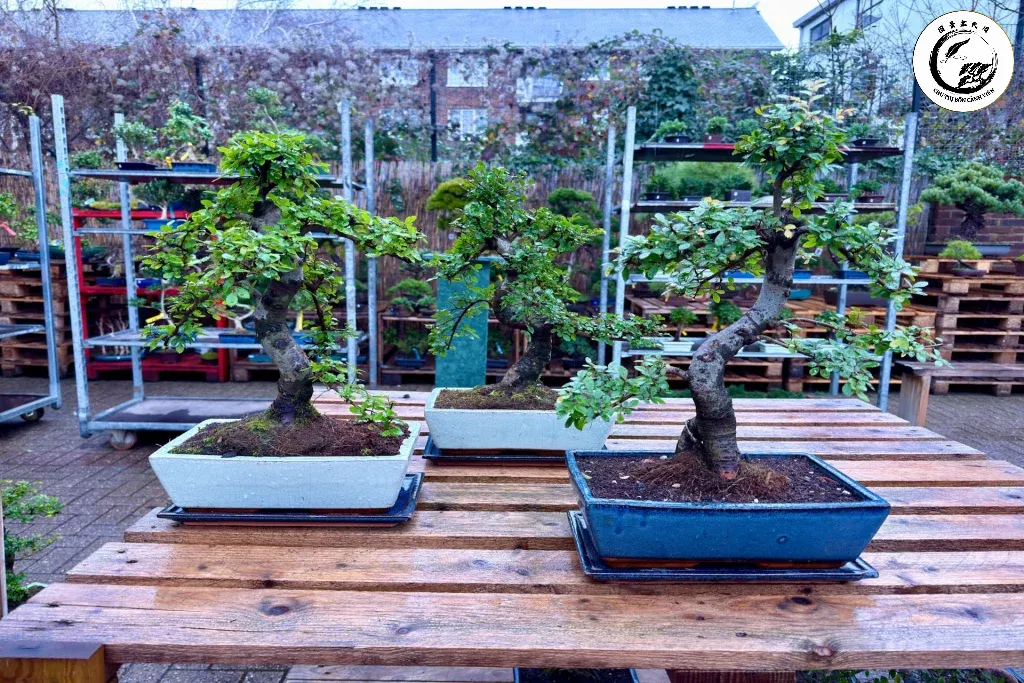 Vị trí đặt cây lý tưởng cần đảm bảo đầy đủ ánh nắng và sự thông thoáng