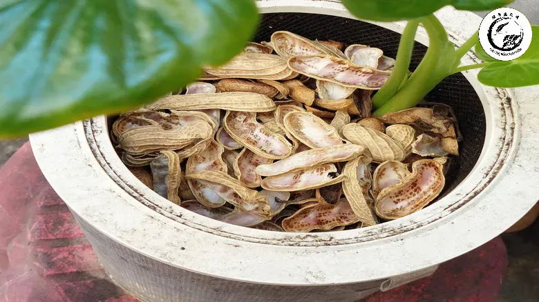 Kỹ thuật lót đáy chậu bằng vỏ đậu phộng giúp ngăn ngừa ngập úng rễ hiệu quả