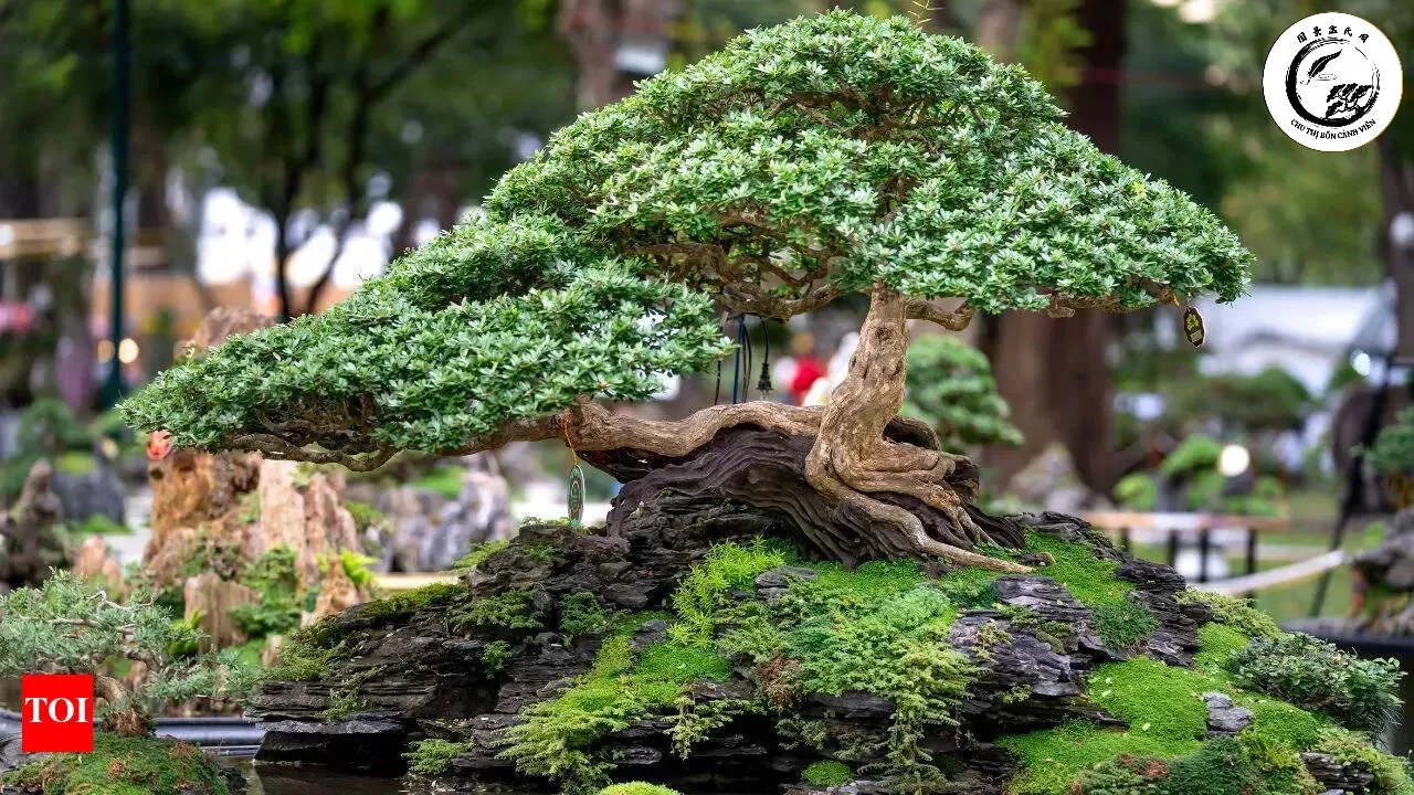 photo Duy trì vườn bonsai thông thoáng và sạch sẽ là chìa khóa phòng ngừa rệp sáp bền vững