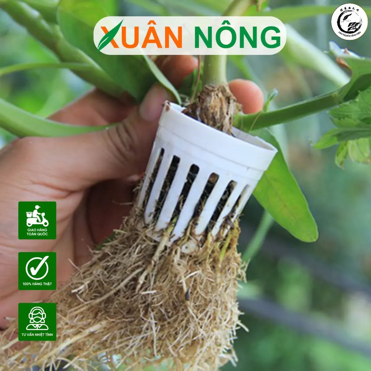 Bộ rễ phụ sau khi được kích thích thành công bắt đầu bám chắc vào bề mặt đá và đang dần hóa gỗ