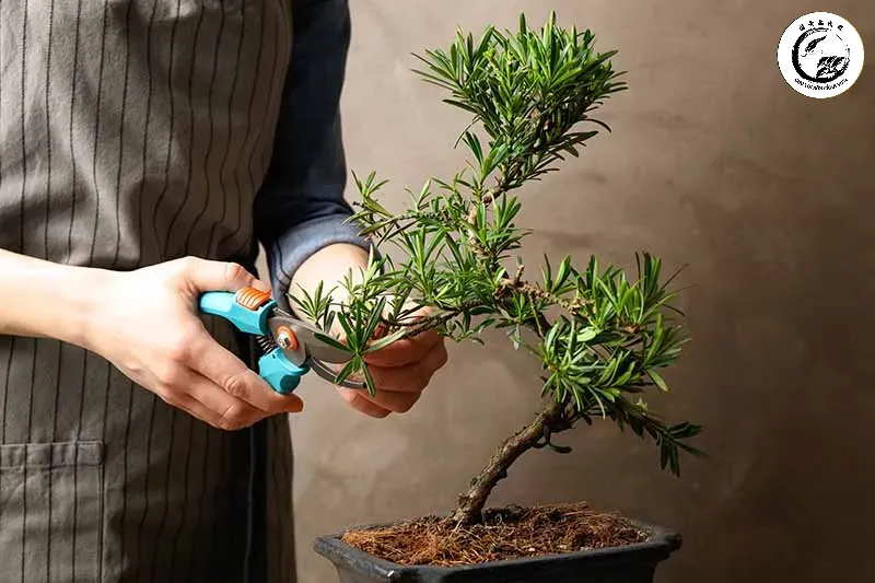 Cắt tỉa định kỳ giúp duy trì vẻ đẹp và sức sống cho bonsai mini