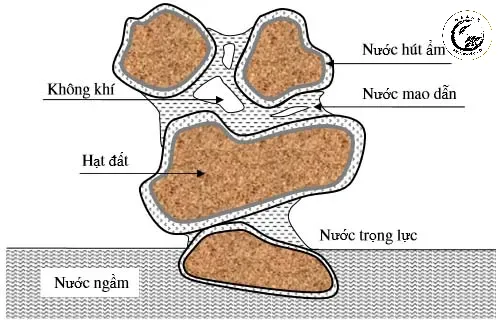 Cơ chế mao dẫn cho phép nước di chuyển ngược từ dưới lên trên để cung cấp cho rễ