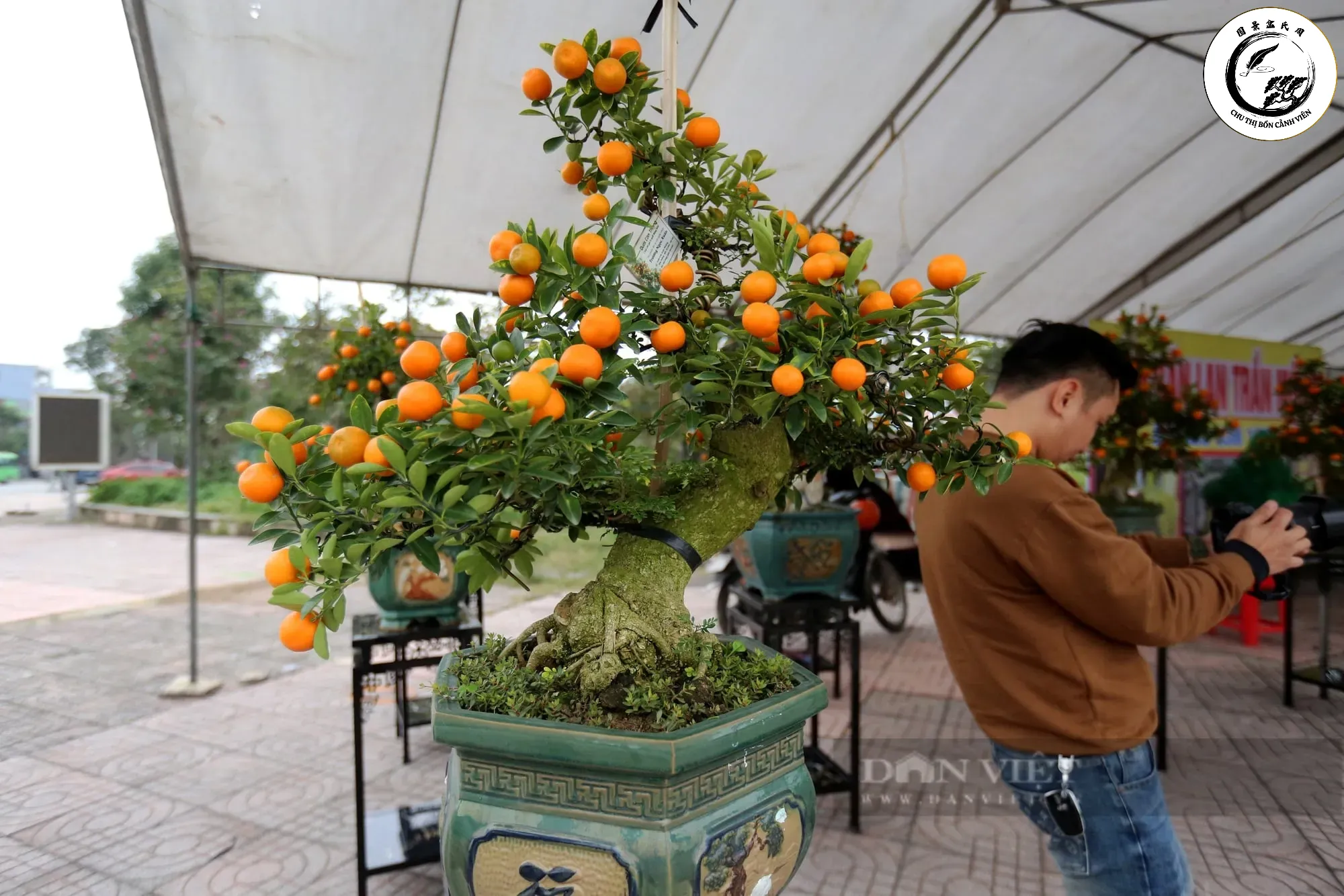 Màu vàng của quả quýt đường bonsai tượng trưng cho tài lộc và sự thịnh vượng