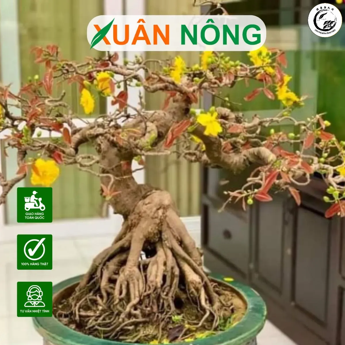 Hệ thống rễ tơ trắng muốt phát triển mạnh mẽ nhờ môi trường cát sạch và thông thoáng