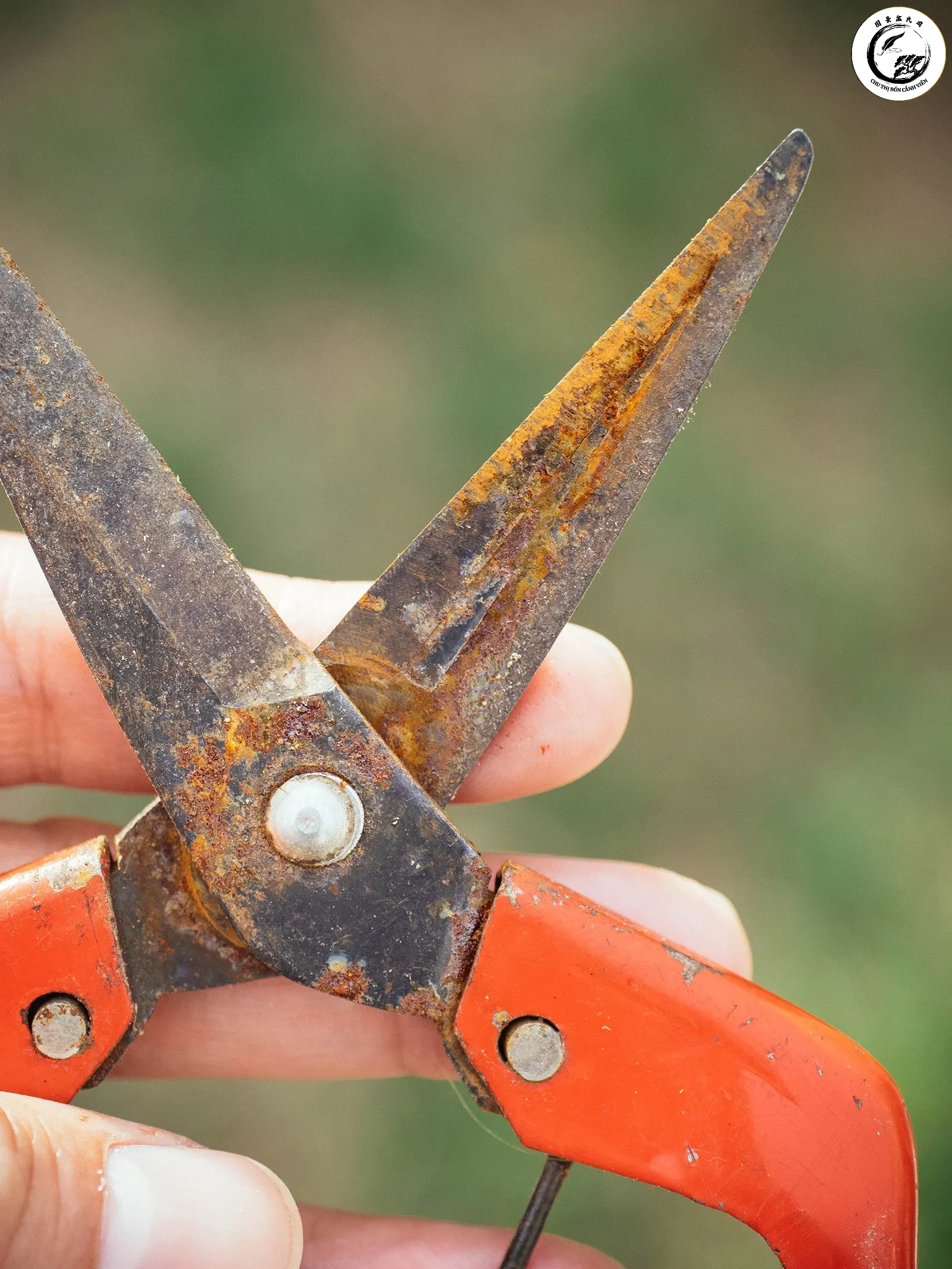 remove-rust-from-tools-01 Vệ sinh sạch sẽ nhựa cây và rỉ sét là bước đệm quan trọng trước khi mài kéo