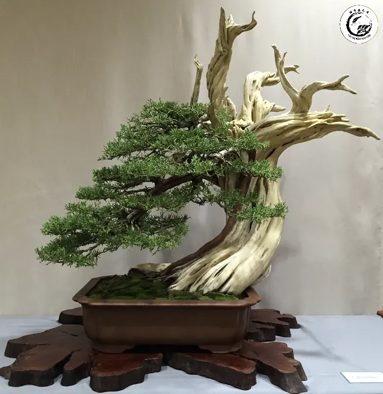 screen-shot-2018-08-01-at-10-36-04-pm_orig-1 Quy trình bôi thuốc bảo quản gỗ lũa đòi hỏi sự tỉ mỉ và cẩn trọng