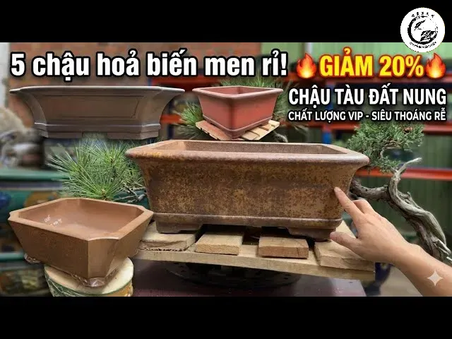 Sử dụng lưới lót đáy chậu bonsai kháng mủn là bước quan trọng trong quy trình chăm sóc cây cảnh chuyên nghiệp
