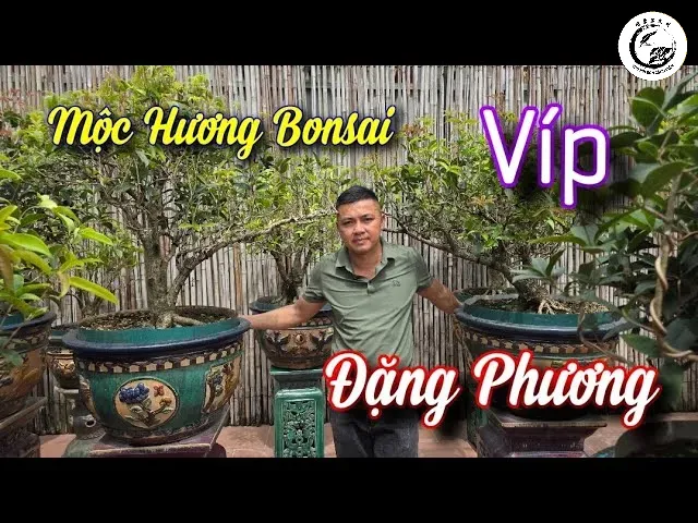 Kỹ thuật uốn nắn đòi hỏi sự kiên nhẫn để tạo nên một tác phẩm Mộc Hương bonsai hoàn mỹ