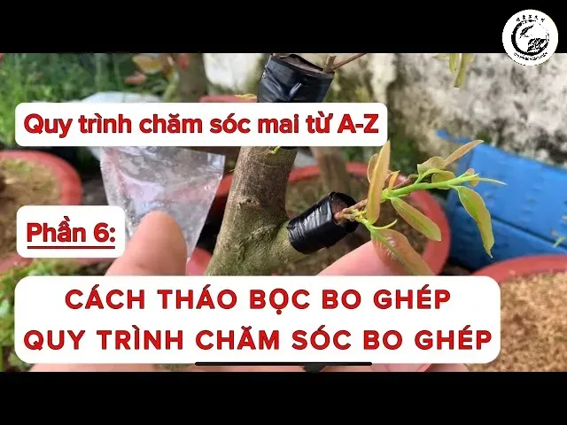 Cây mai vàng cần được che chắn và duy trì độ ẩm ổn định sau khi thực hiện kỹ thuật ghép mắt