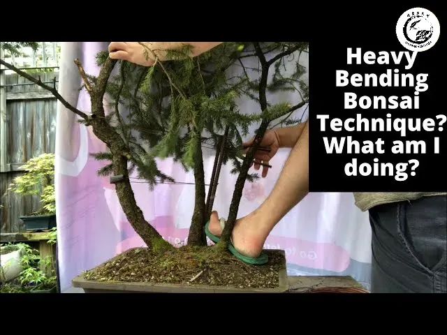 Nghệ nhân sử dụng hệ thống cảo chuyên dụng để định hình thân cây bonsai đại