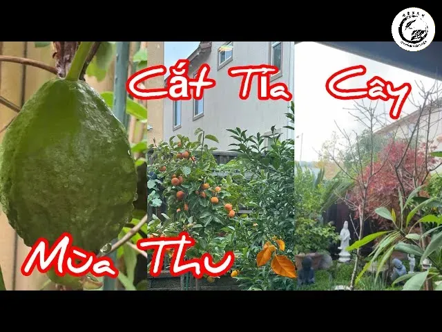 Thành quả của việc áp dụng đúng kỹ thuật cắt tỉa chồi nách là những mùa màng bội thu