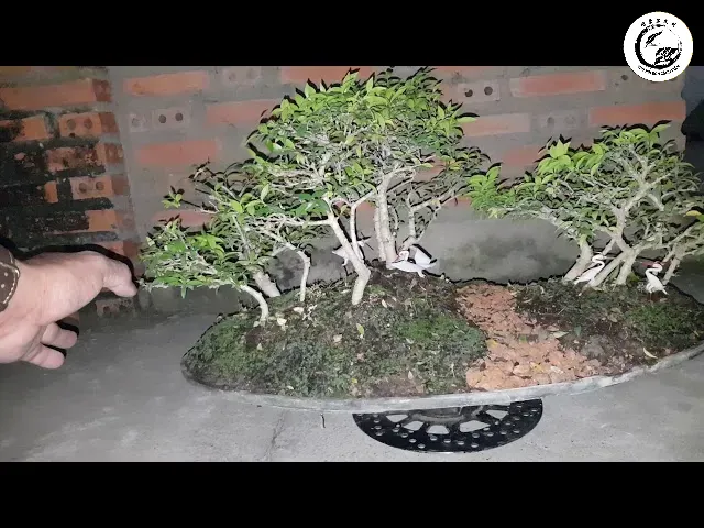 Quá trình lựa chọn và phân loại cây theo kích thước trước khi sắp đặt