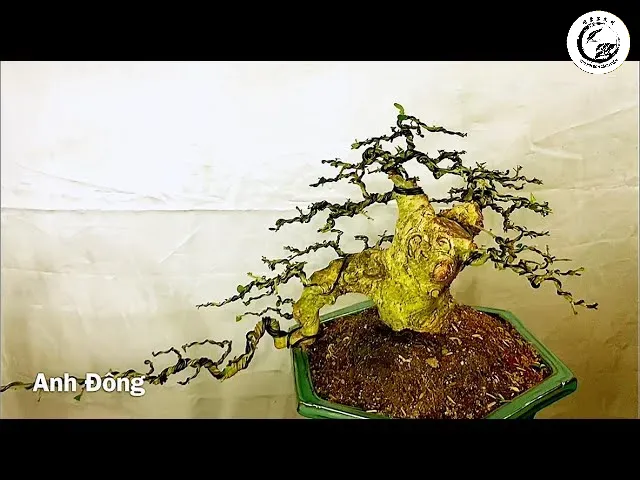 sddefault-24 Thành quả sau quá trình nuôi phôi kiên trì là một tác phẩm bonsai có giá trị nghệ thuật cao