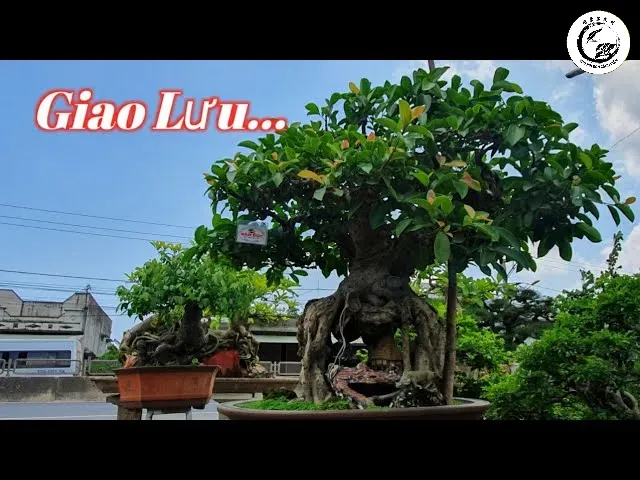 Tác phẩm gừa lá rí ôm đá thấm thủy mang vẻ đẹp cổ kính và hùng vĩ