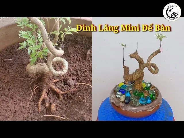 Mẫu đinh lăng bonsai mini sang trọng phù hợp trang trí bàn làm việc và đuổi muỗi