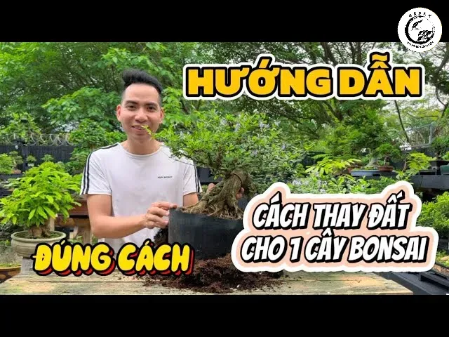 Lựa chọn giá thể phù hợp là bước quan trọng nhất trong quy trình trồng cây