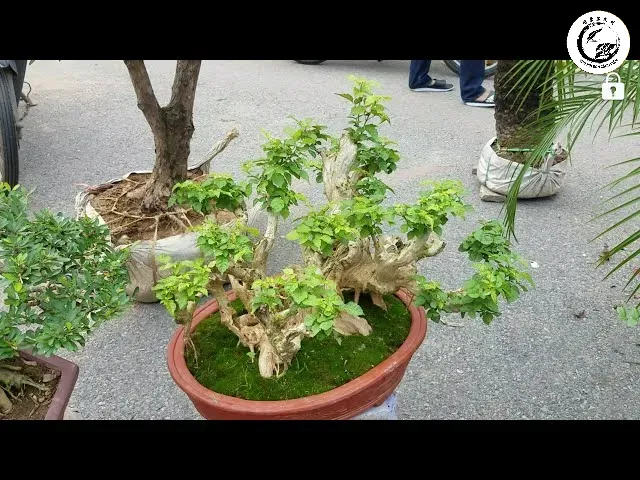 Cây xương cá bonsai độc đáo lạ mắt với vẻ đẹp nghệ thuật tối giản và sang trọng