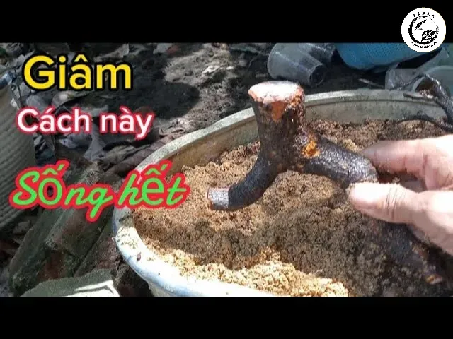 Phương pháp trồng cát xây dựng kích rễ cực nhạy giúp phôi cây nhanh chóng ra rễ mới