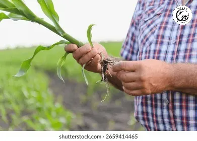 senior-farmer-carefully-inspecting-roots-260nw-2659414465 Niềm vui của nhà nông khi bảo vệ thành công vườn cây khỏi tuyến trùng hại rễ